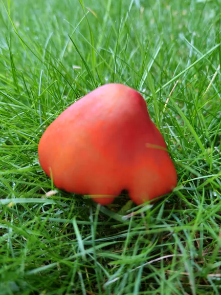 Red mushroom, Kortrijk (Belgium)